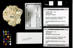 Foto (Objekt + Etiketten) von Isopoda indet. 